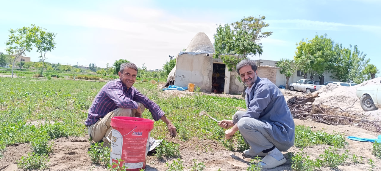 محصول سالم سبزیجات برگی جعفر دایی در حکم آباد